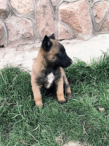 Продажа собак: Бельгийская овчарка, 2 месяца, Самка, С прививкой — 6