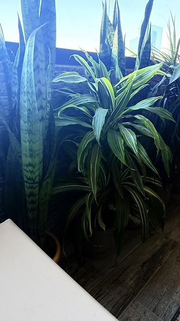 Böyük ölçülü otaq bitkiləri dəsti 1ededi 80manatdi - Növ: Dracaena