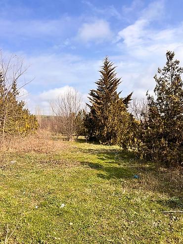 Torpaq sahələrinin satışı: Kənd təsərrüfatı -da lalafo.az — 6 Torpaq sahələrinin satışı: Kənd təsərrüfatı — 6