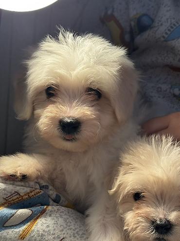 İtlər: Peyvəndli — 1