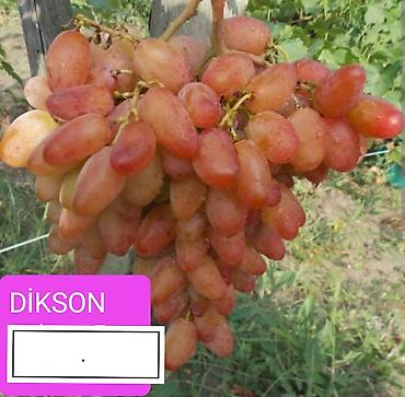 Meyvə və giləmeyvə: Məhsul: Qırmızı/çəhrayı süfrə üzümü (salxım) - Böyük, sıx salxımlar; — 13