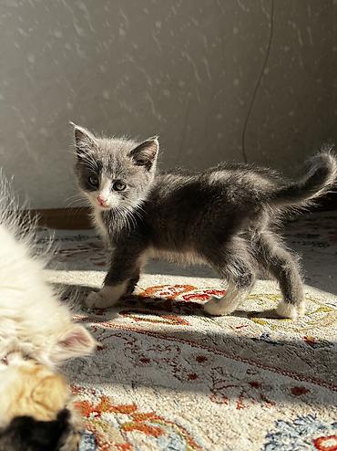 котенок: 1 месяц, Девочка, Приучена к лотку — 6