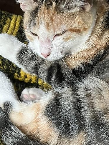 Продажа кошек: Трёхцветная кошечка ищет самый добрый дом ❤️ черепахово-белая с — 5