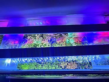 yerli qaz balası: Dördbucaq akvarium, Balıqlarla birlikdə, 211 l, Ödənişli çatdırılma — 3