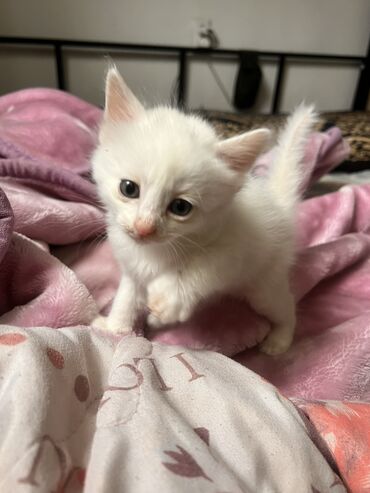 документи: Приму даром као мани 
С документом 😍