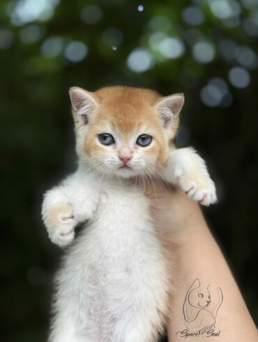 сколько стоит американская короткошёрстная кошка: Британская короткошёрстная, 2 месяца, Девочка, Золотая шиншилла, Кастрирована, Приучена к лотку, Проглистована