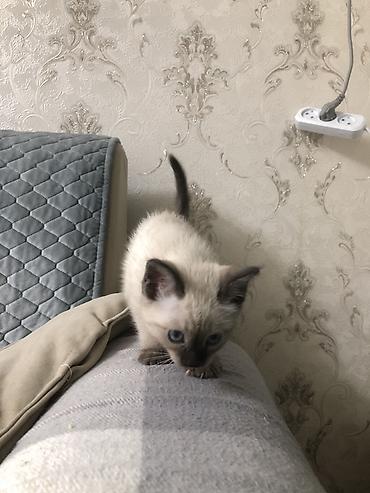 кошки сиамская: Сиамская, 2 месяца, Мальчик, Приучена к лотку — 1