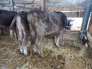 Коровы, быки: Продаю | Бык (самец) | На откорм | Привязанные — 2