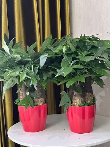 Бөлмө өсүмдүктөрү: 🌿 ПАХИРА НА ПРОДАЖУ 🌿 Красивое и неприхотливое растение, очищает — 1