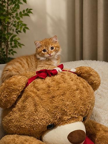 кошки даром ош: Беспородная, 6 месяцев, Мальчик, Рыжий — 1