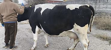 Коровы, быки: Продаю | Корова (самка) | Для молока — 11