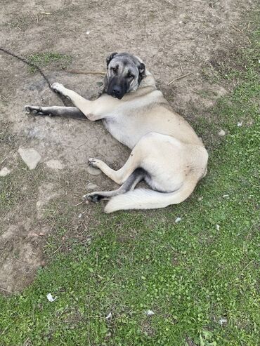 panax dermani: Kanqal, 1 il, Peyvəndli