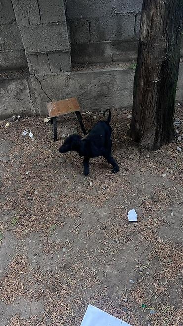 Иттер: Тайган, 2 айлык, Ургаачы, Эмделген — 1