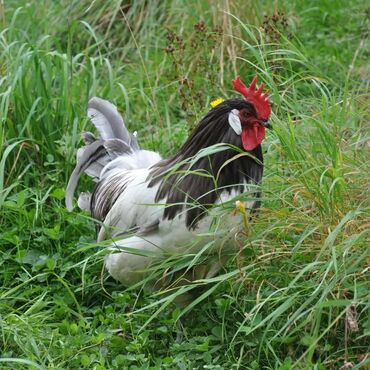 Toyuqlar: Məhsul: Qara-bəstəbaş (Avstralorp tipli) rəngdə kənd toyuqları və — 5