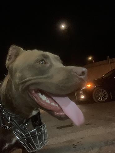 sahiblendirmə: Pitbul, 11 ay, Erkək, Ünvandan götürmə — 5