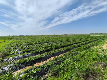 мады жер сатылат: 3800 соток, Айыл чарба үчүн