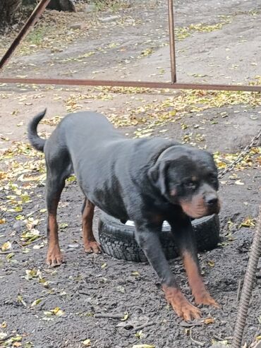 Продажа собак: Ротвейлер, 2 года, Самец — 2