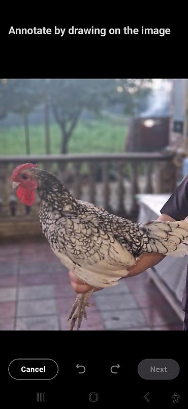 ördək balası və cücə: Toyuq, Damazlıq — 3