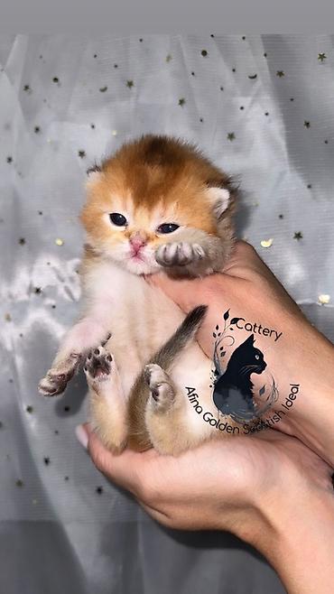 Продажа кошек: Скотиш Страйт (Шотландская прямоухая), 1 месяц, Мальчик, Золотая шиншилла, Приучена к лотку — 5