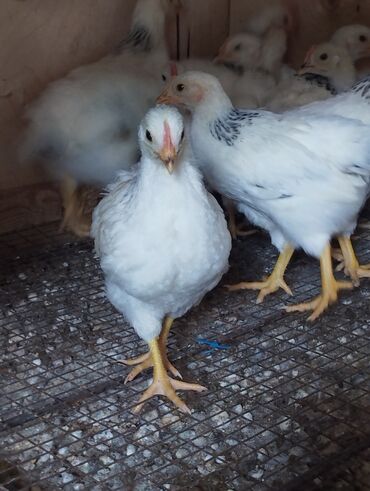 Куры, петухи: Продаю | Цыплята, Инкубационные яйца | Для разведения, Несушки