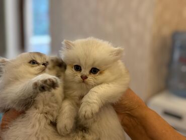 Pişiklər: Şotland, Erkək, Dişi, Yaxşı əllərə, Ünvandan götürmə, Pulsuz çatdırılma, Ödənişli çatdırılma — 31