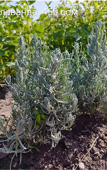 Декоративные деревья: Саженцы деревьев: Туи at lalafo.kg — 8 Декоративные деревья: Саженцы деревьев: Туи — 8