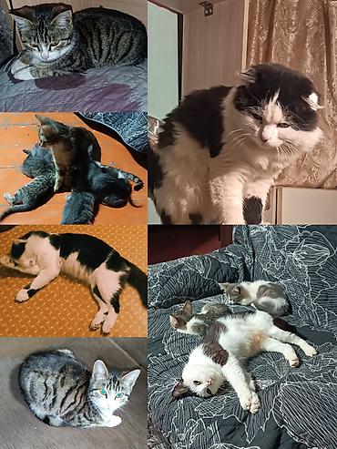 Находка и пропажа кошек: Найдена : Беспородная — 11