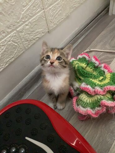шотландская мраморная кошка: Кошка даром: Беспородная, 1 месяц, Девочка