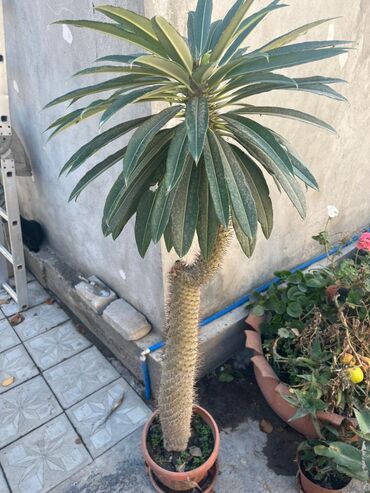 арбор айкрес: Комнатные и уличные растения в горшках - Пахиподиум (Pachypodium