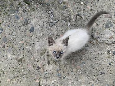 кошка джалал абад: Кошка бесплатно — 1