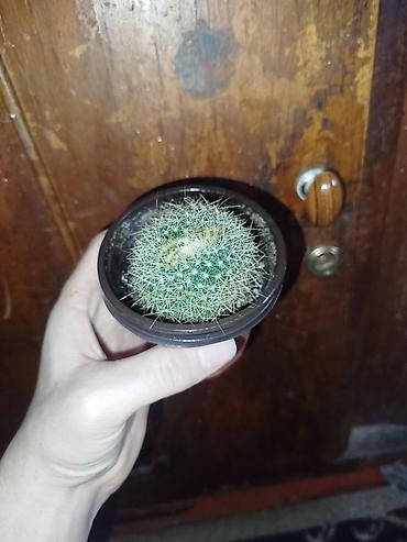 Кактусы: Комнатные растения – суккуленты и кактусы (несколько видов) — 9