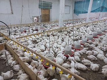 Продажа сельхоз предприятий: Кошара, 1500 соток, Действующий, С оборудованием, Электричество, Канализация, Отопление — 20