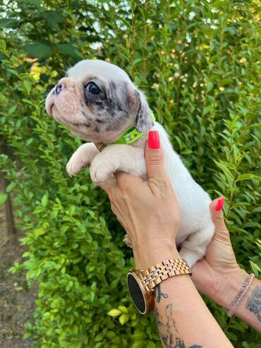 Psi: Odgajivacnica pasa "Happy Puppies" ima u ponudi francuski buldog — 10