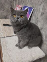 домик для животных: Ит кууту: Скотиш Страйт (Шотландиялык тик кулактуу), Эркек, 3 жаш, Эмделген, Көгүлтүр