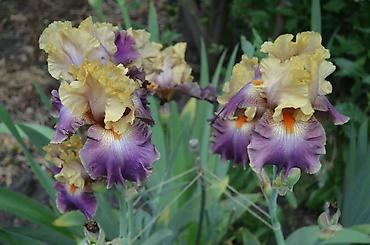 Другие садовые цветы и кустарники: В продаже саженцы сортовых ирисов из личной коллекции Все фото мои! — 8