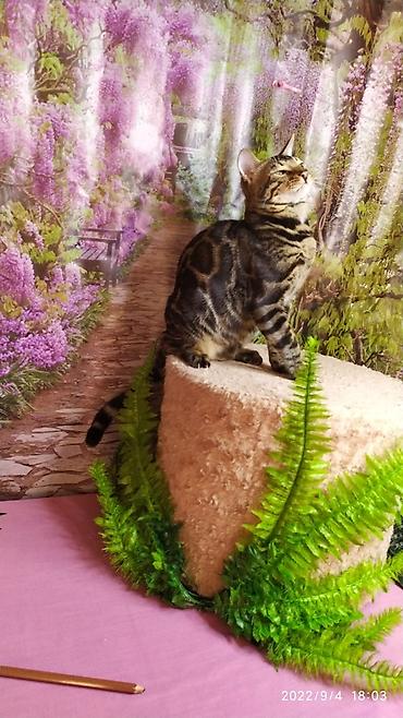 Продажа кошек: Красивейшие Бенгальские котята . разный возраст. Большой — 9