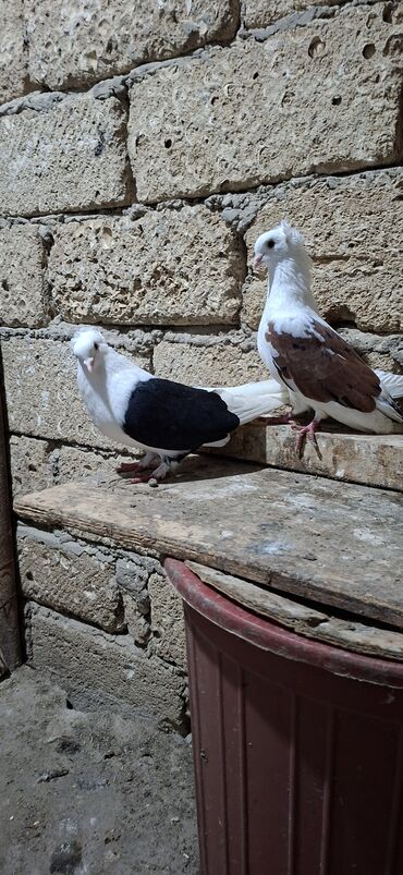 Göyərçinlər: Qoşa əbrəş çəp əbrəş quyruq erkəy qızqın super heyvandı mayasıda qara — 11