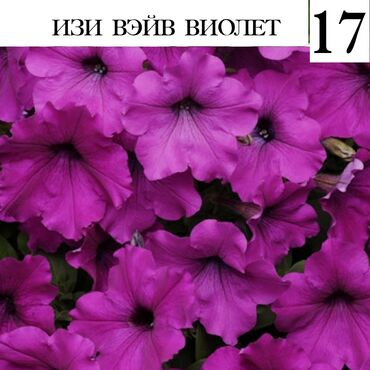 где можно купить семена грибов: Рассада цветка: Петуния, Бесплатная доставка