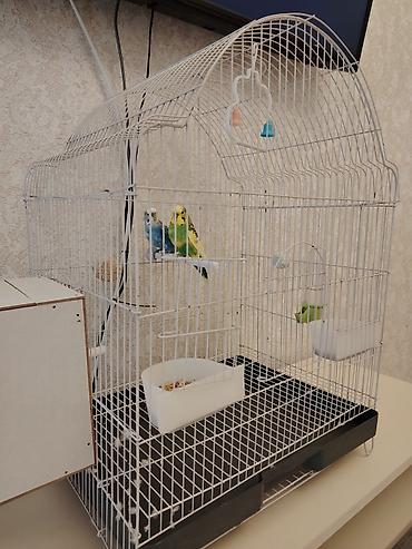 qefes satisi: Dalğalı tutuquşular üçün geniş tel qəfəs quşlarla birgə satılır - — 1