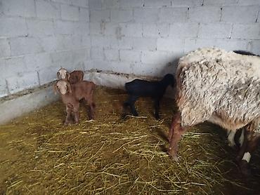 Баран, овца: Продаю | Баран (самец) — 3