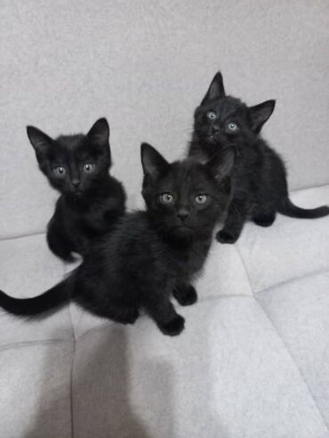 кошка домик: Беспородная, 3 месяца, Мальчик, Черный, Приучена к лотку