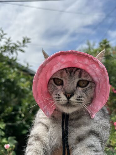 маленькие кошки: Шляпа для кошек 
Размер стандарт