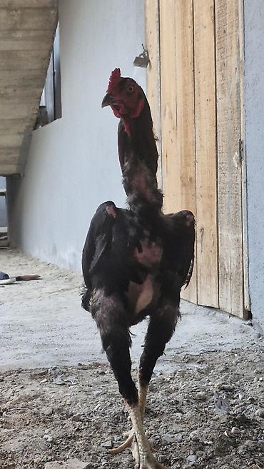 husky balası: Toyuq, Damazlıq — 6