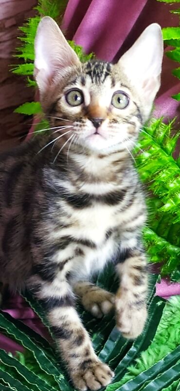 Продажа кошек: Друзья !!! питомник Бен Гла Мур с радостью предлагает новый помет. от — 7