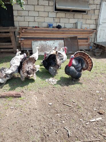 Hinduşka: Erkək, Kanada, Amerika, Yumurtalıq, Ünvandan götürmə, Ödənişli çatdırılma — 11