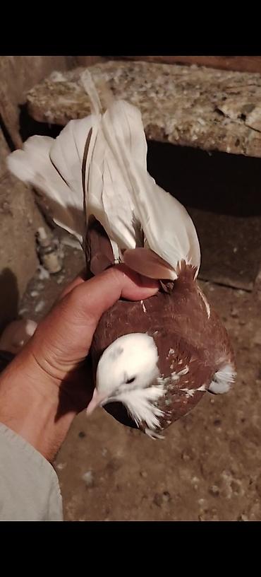 papuqay type 0: Draconlar hazir cutlerdi qisa dimdiklerdendi beleleri az azdi. Ag — 9