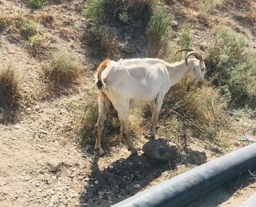 Keçi, çəpiş: Məhsul: Qoyun-keçi təsərrüfatı üçün keçilər Təsvir: - Şəkillərdə — 10
