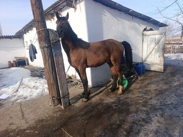 баран живой: Сатам | Жылкы (эркек) | Ат спорту, Жумушка | Асыл тукумдуу