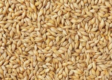 Корма для с/х животных: Продаю ячмень и пшеницу свежего урожая 2022 года с доставкой с 8 тон и
