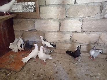 gence quşlar: Balalar satilir 12 ededi — 1